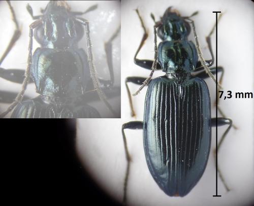 Bembidion sp.
